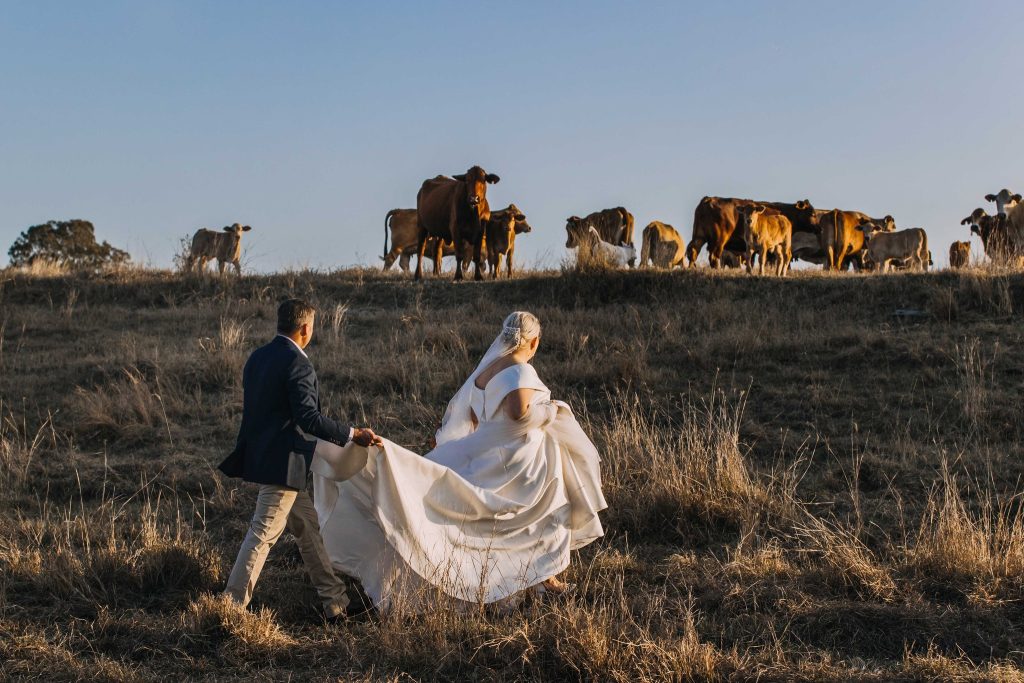 Wedding couple in country field. Groom holding trail of brides dress, while walking through the paddock, cattle at the top of the paddock.