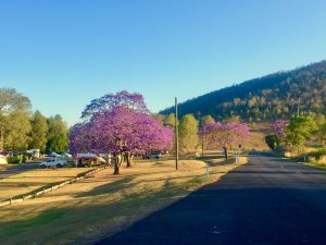Somerset Park Campground with green grass and the purple flowering Jacaranda trees in bloom along the roadside. Blue sky and mountain in the background.